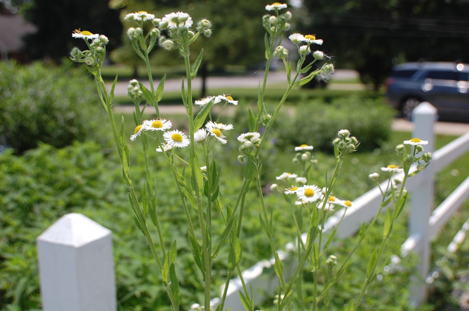 1/4 TSP + ANNUAL FLEABANE DAISY SEEDS/Erigeron annuus/NATIVE US