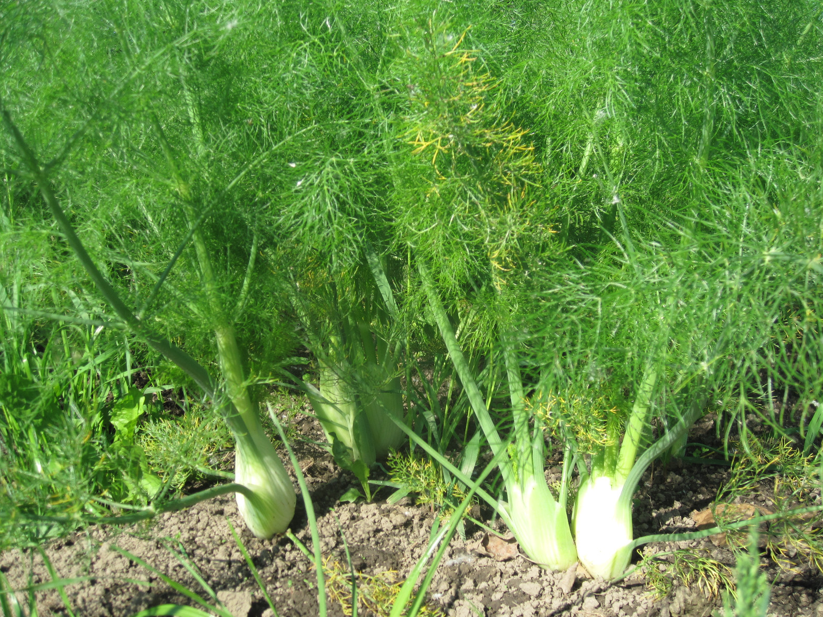 FLORENCE FENNEL HERB SEEDS * VERSATILE * BULB & LEAF ALIKE USED * 50 COUNT PKT.