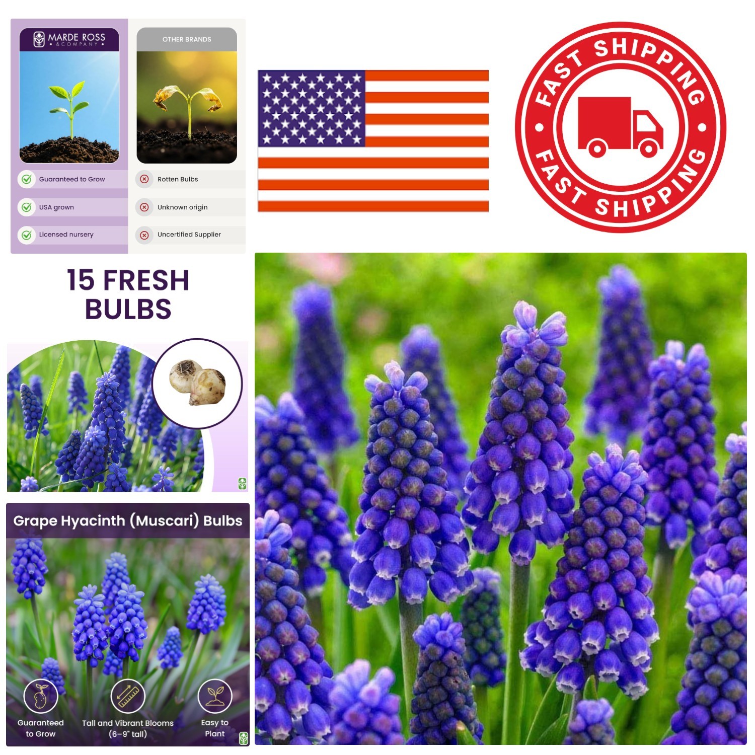 15 Grape Hyacinth Bulbs Muscari Armeniacum Blue Flowers Growing 6 to 8 Inches