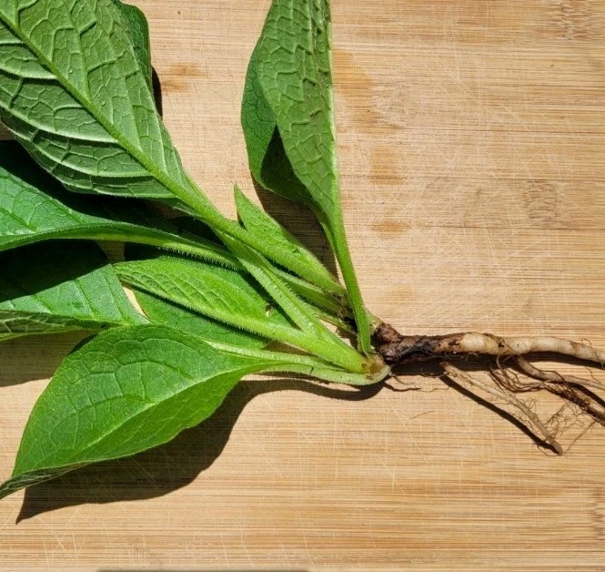 Heirloom Organic Comfrey Root Cutting for Planting