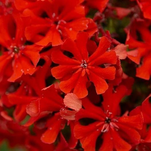 MALTESE CROSS Unique Pollinator Attractor PERENNIAL Summer Cut Flowers 500 Seeds