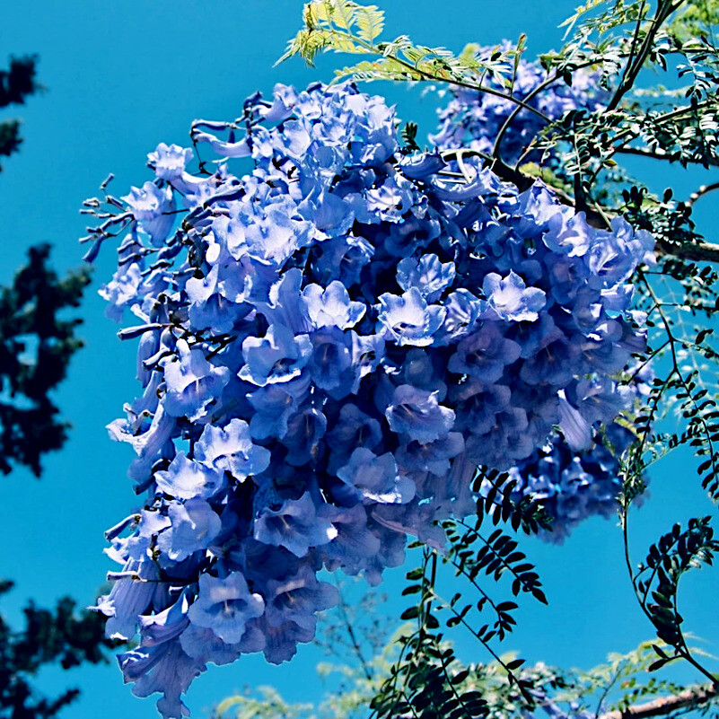 Jacaranda Fern Tree Seeds (Mimosifolia acutifolia) Tropical Blue Flowers Plant