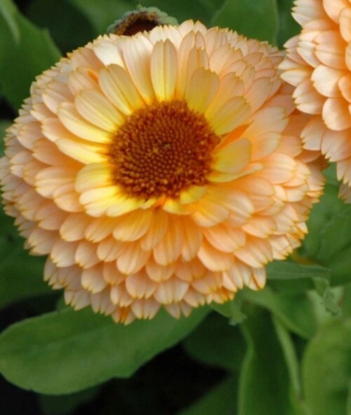 Pink Surprise Calendula non-GMO Heirloom seeds | Edible Flowers (50ct)
