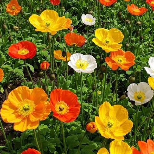 Poppy Seeds For Planting 20,000+ Icelandic Mixed Color Poppies Fast US Shipping