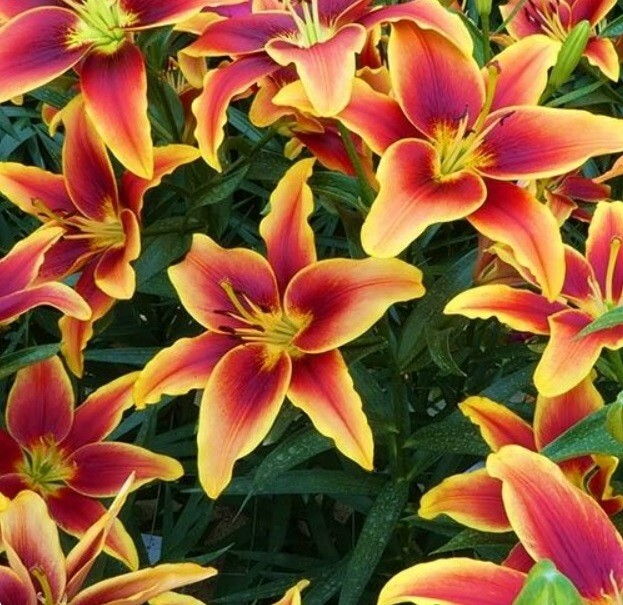 AVALON SUNSET LILY~FLOWER BULBS~GOLDEN YELLOW BRONZE-RED & ORANGE~2-3 FEET TALL!