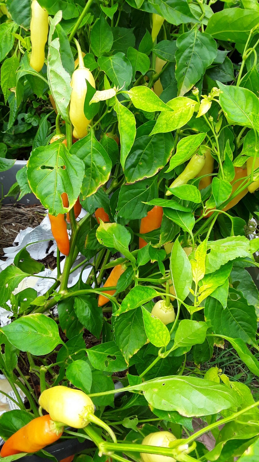 75+ Fushimi Pepper Seeds Authentic Asian Togarashi Prolific Heirloom NON-GMO