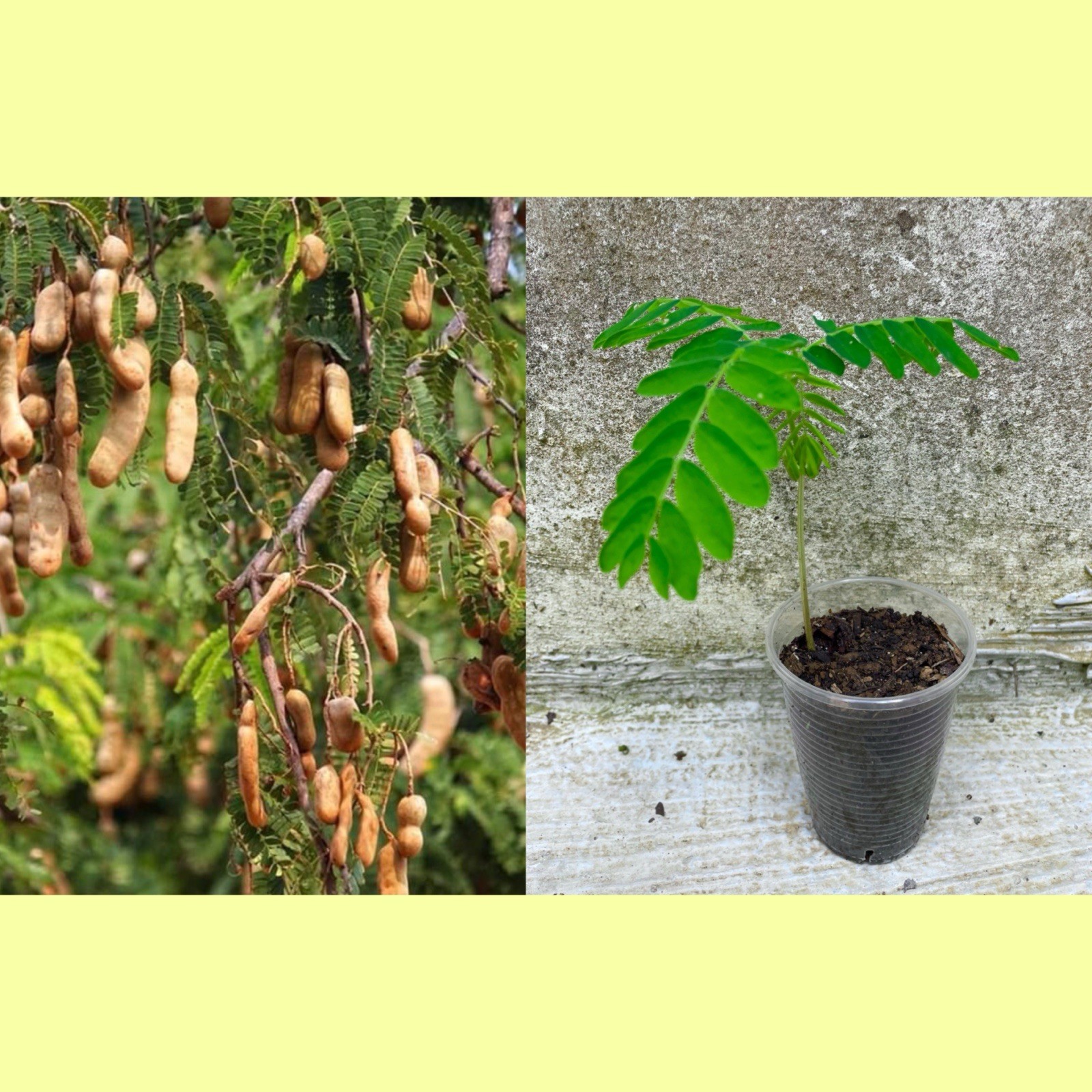 Tamarind Live Plant Tamarindus indica Tropical Fruit Tree 7-8 Inches Healthy