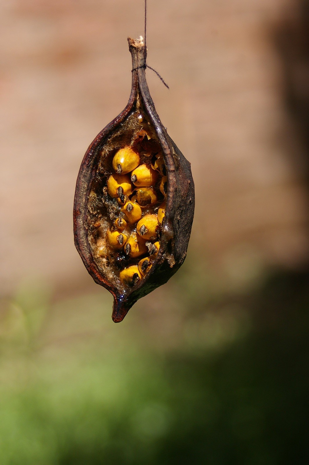 Brachychiton populneus 20 Seeds – Kurrajong