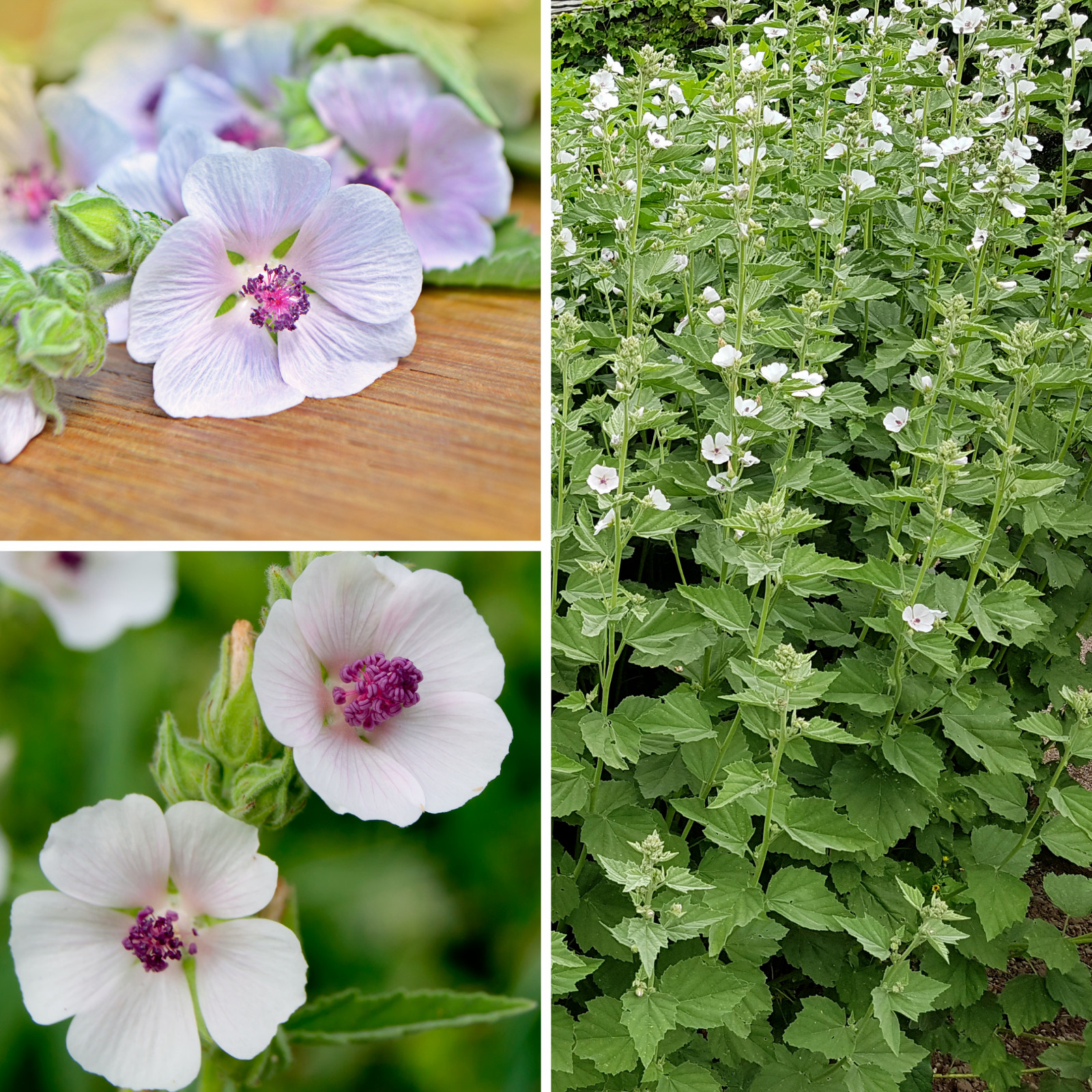 Marshmallow Plant althaea officinalis herb garden medicinal perennials Fast Ship