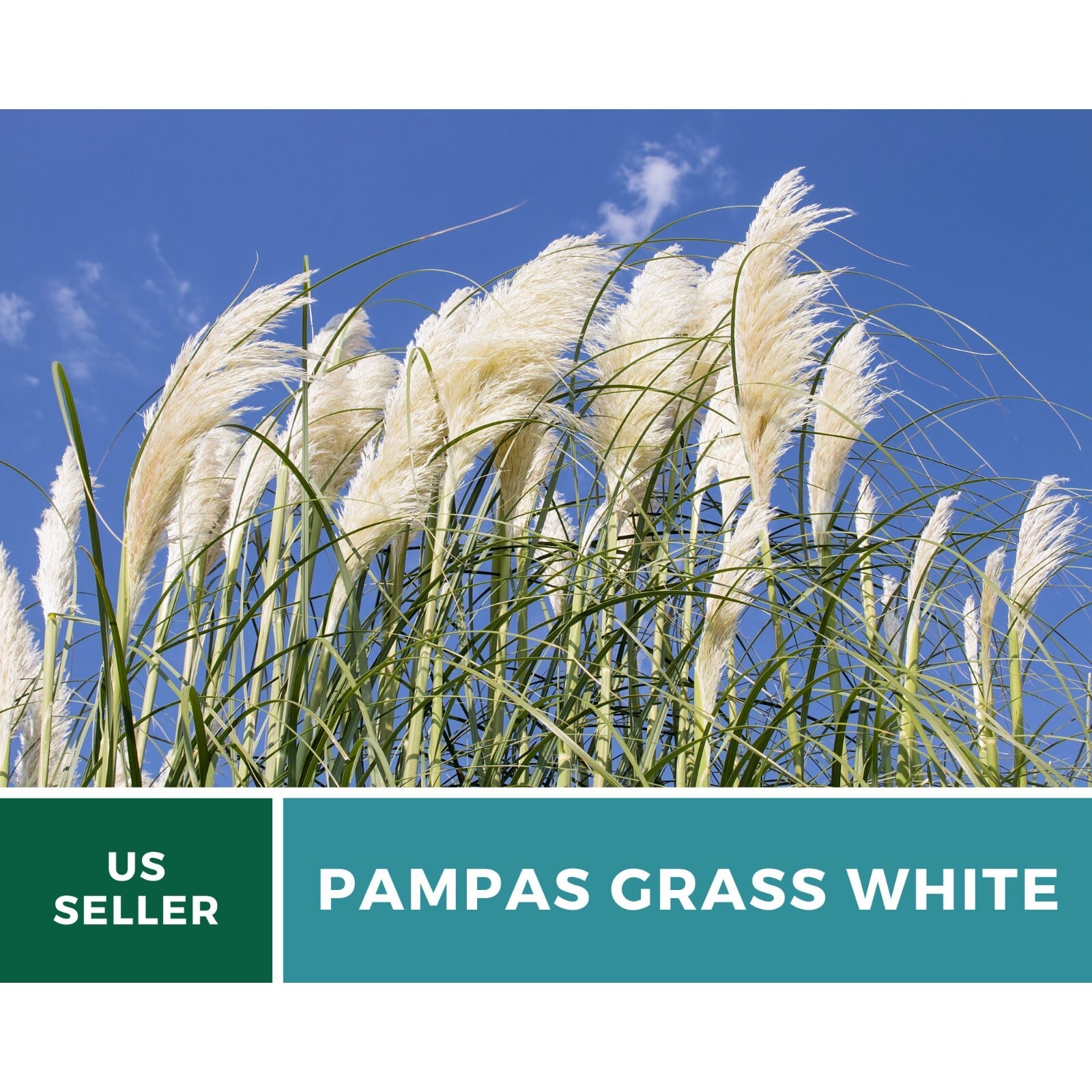Pampas Grass, White – 100 Seeds – Heirloom Ornamental Grass – Elegant and Airy