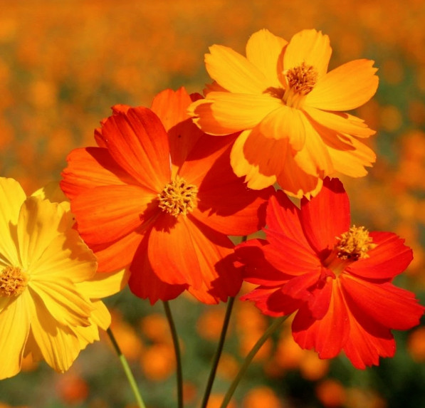 Bright Lights Mix Sulfur Cosmos Seeds | Red Orange Yellow Flowers Seed for 2024