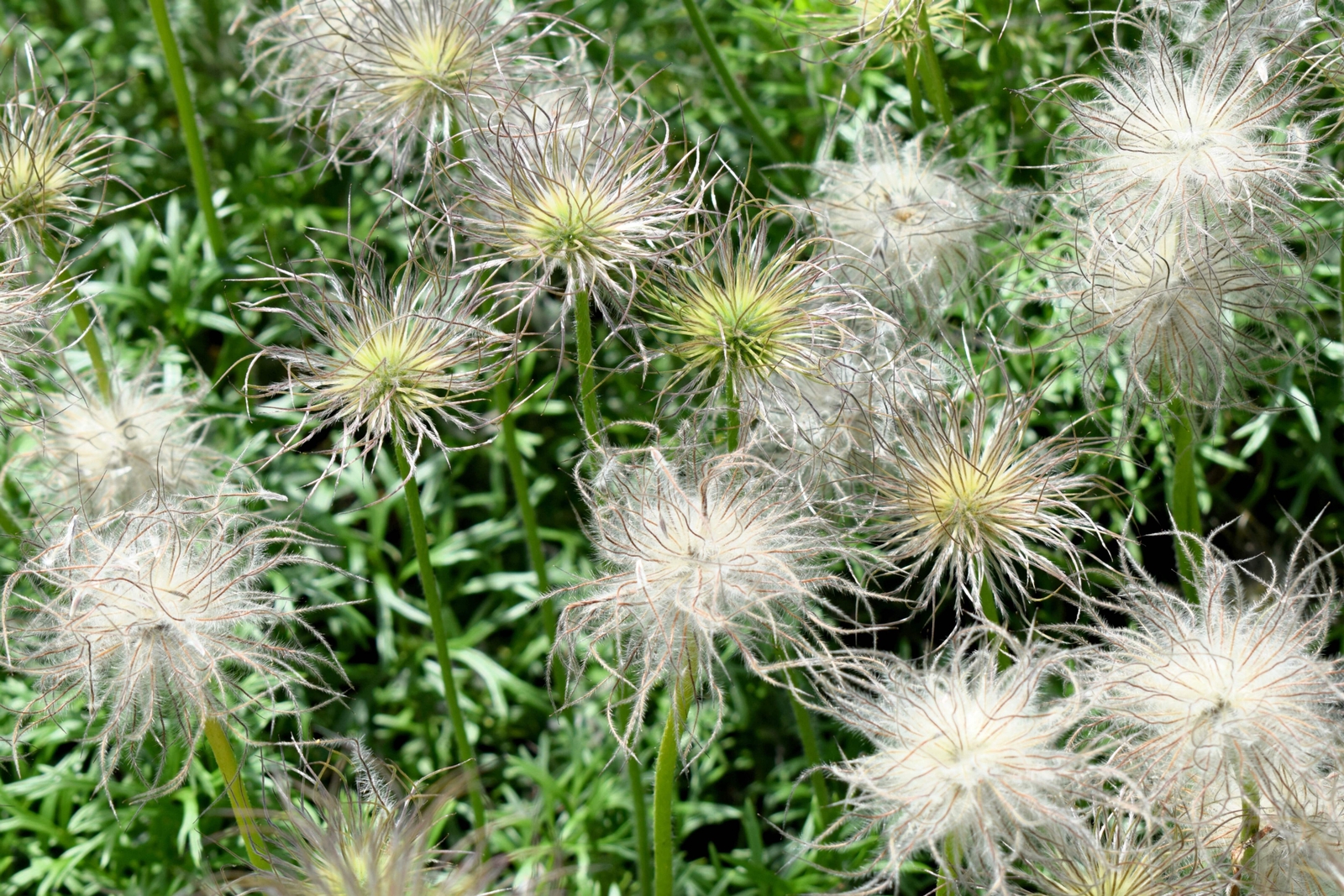 25 WHITE ANEMONE Pulsatilla Vulgaris Purple PASQUE FLOWER Seeds *Flat S/H