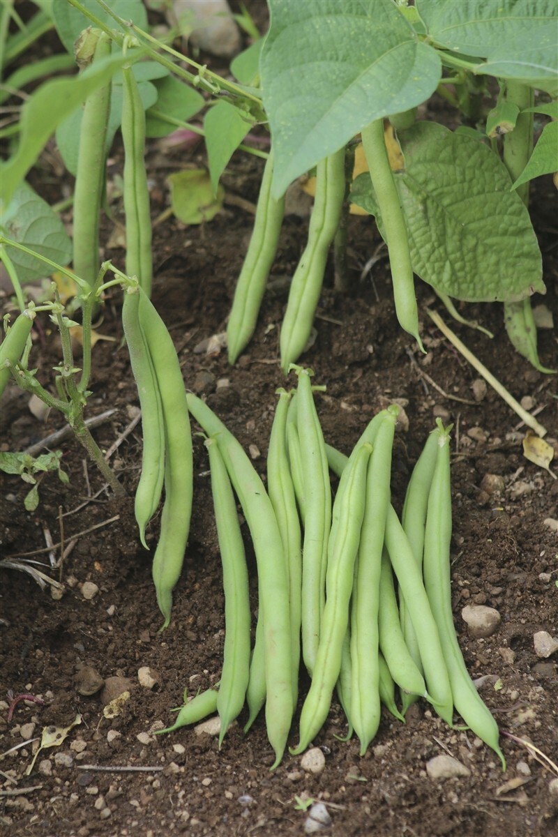 Bean Gold Rush -Yellow / Green Provider-Valentine-French Garden Bush/Organic