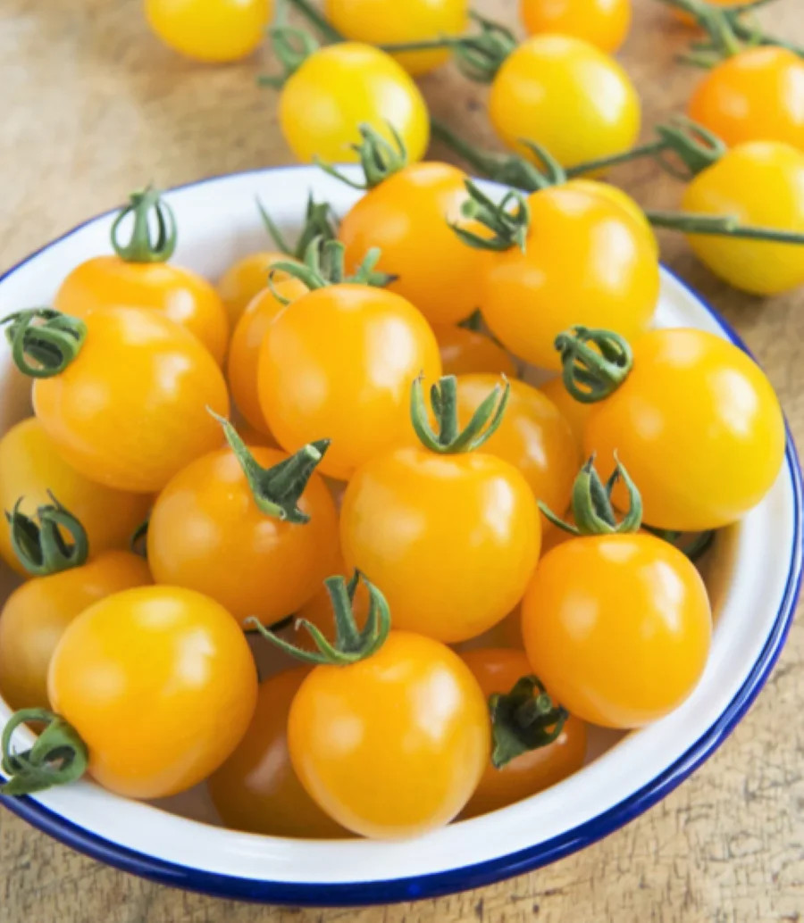 Patio Choice F1 Yellow Tomato (Dwarf) Seeds – For 2026 Planting AAS Winner