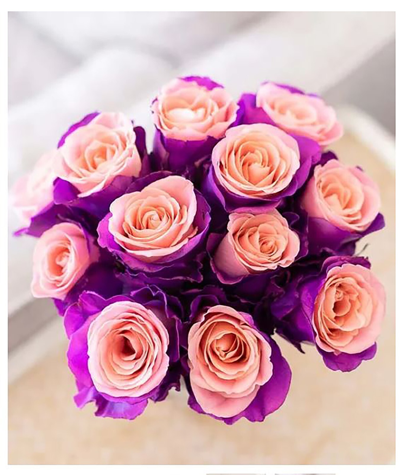 Midnight Blue, Black, Duo Color Rose 100 Seeds~ Rare-Free Shipping-USA Seller