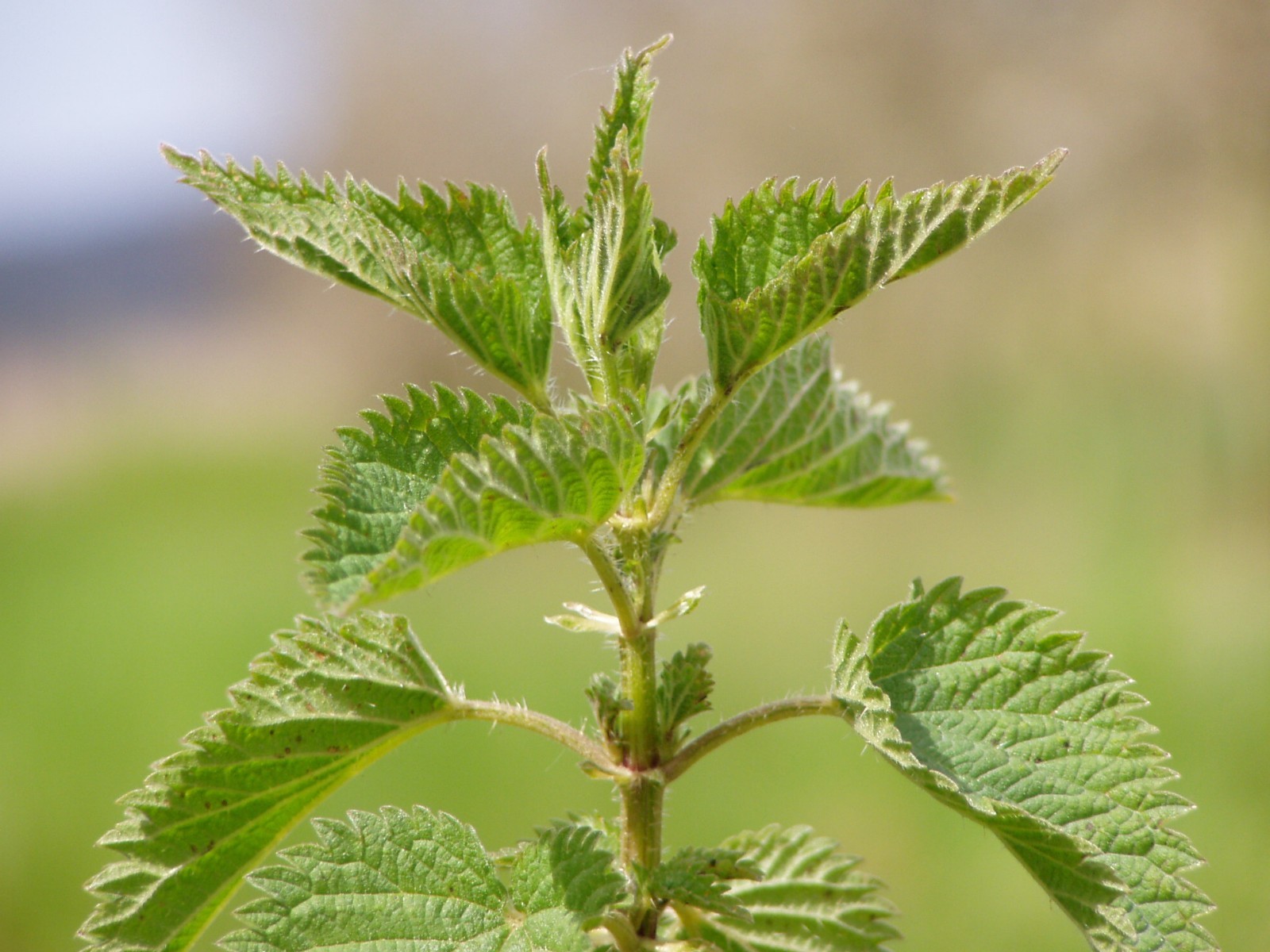 3000 Stinging Nettle Seeds – Urtica Dioica – Medicinal Plant – Deer Resistant