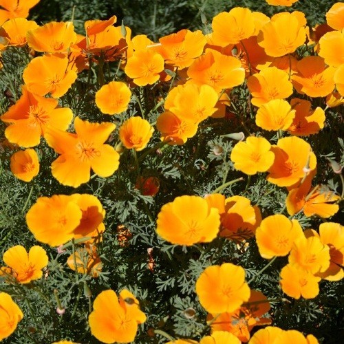 Classic Orange California Poppies Eschscholzia californica Fresh Ready To Plant