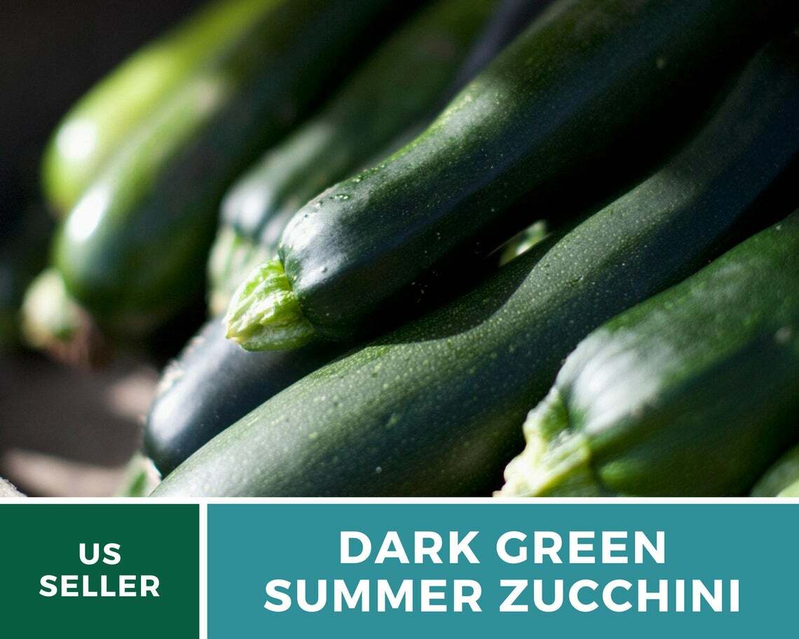 Squash, Dark Green Zucchini Summer – 25 Seeds – Heirloom (Cucurbita pepo)