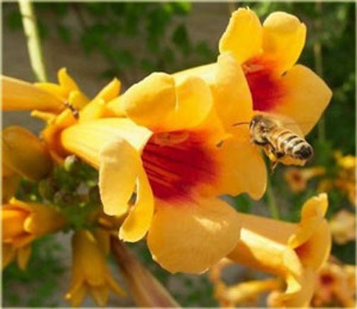 Campsis radicans Flava | Yellow Trumpet Vine | 20_seeds