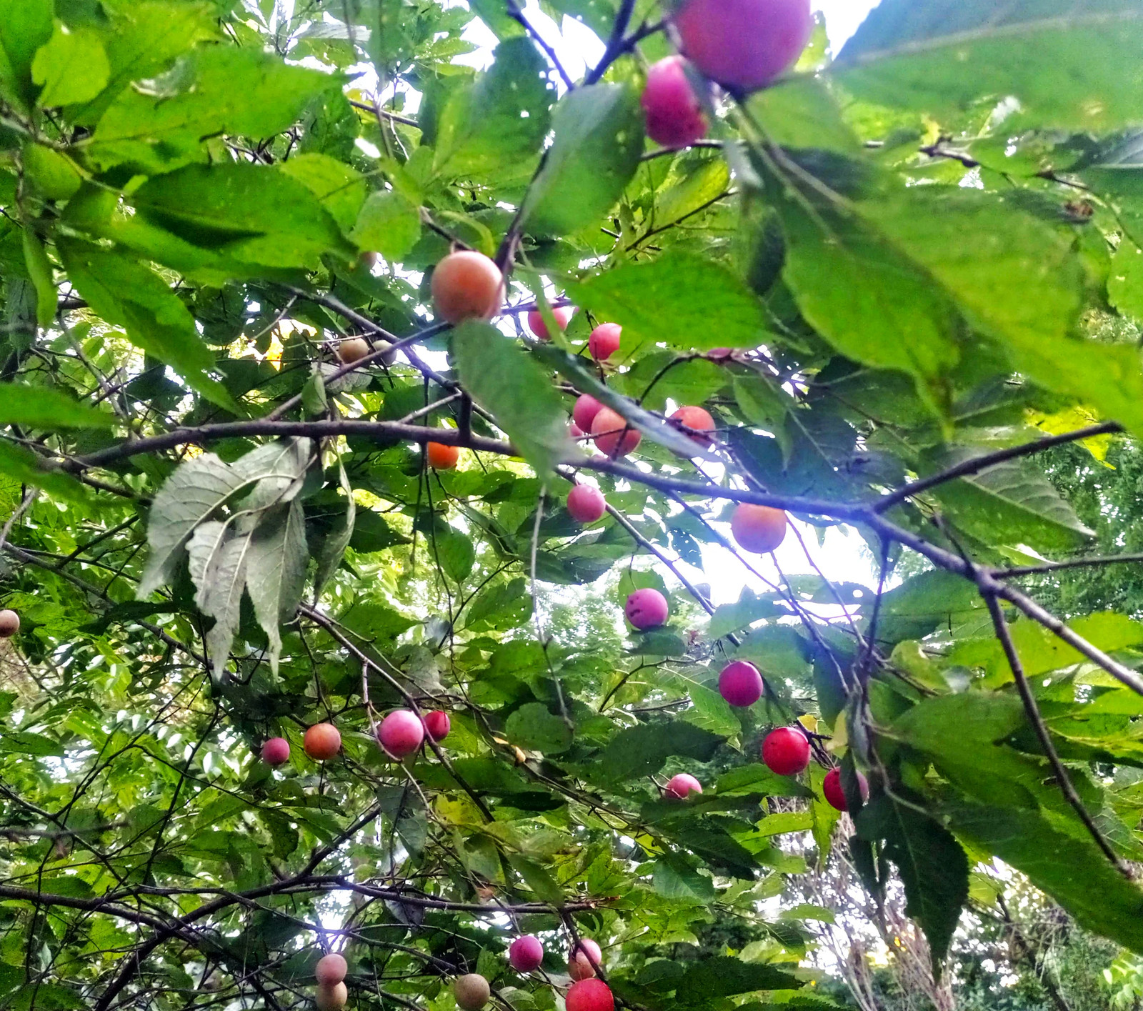 American Plum Tree Seeds – For 2026 Planting Prunus Americana Wild Plums Red