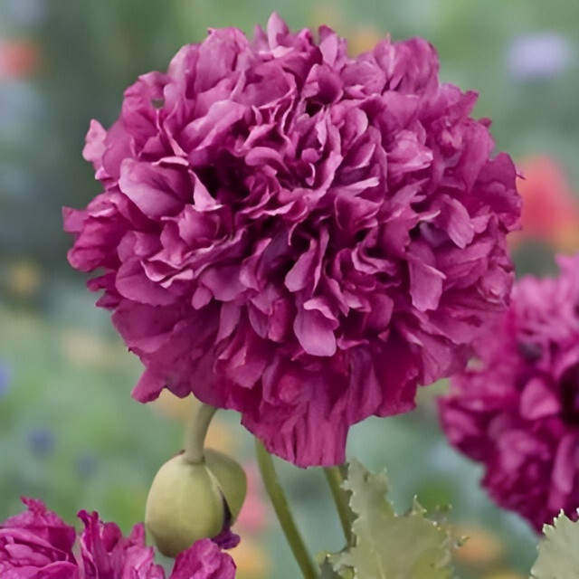 1,000 Violetta Blush Poppy Seeds – P.Somniferum – Giant Purple Heirloom Blooms