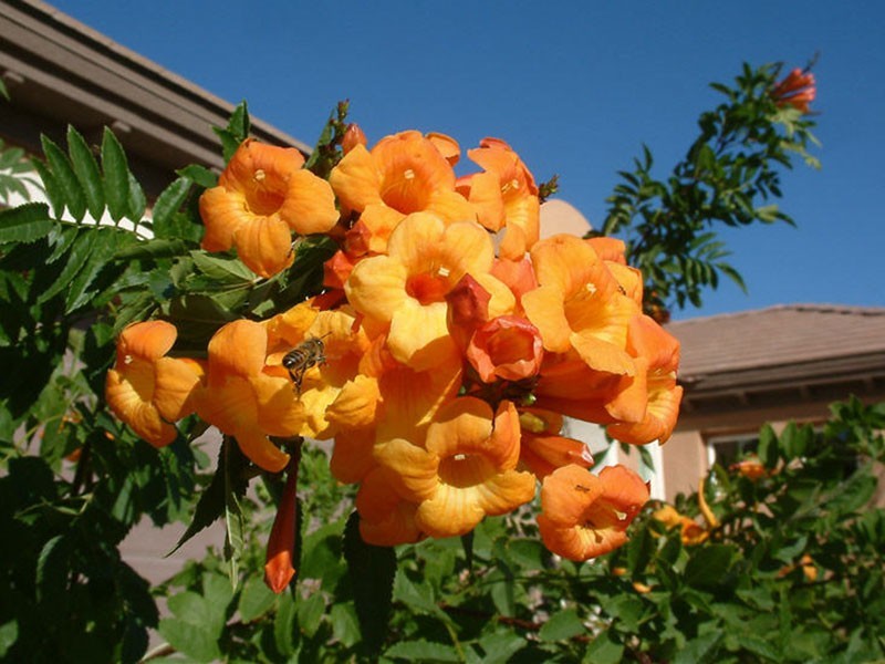 Orange Trumpet Bush, Orange Jubilee, Arizona Tecoma Stans (20 Seeds)