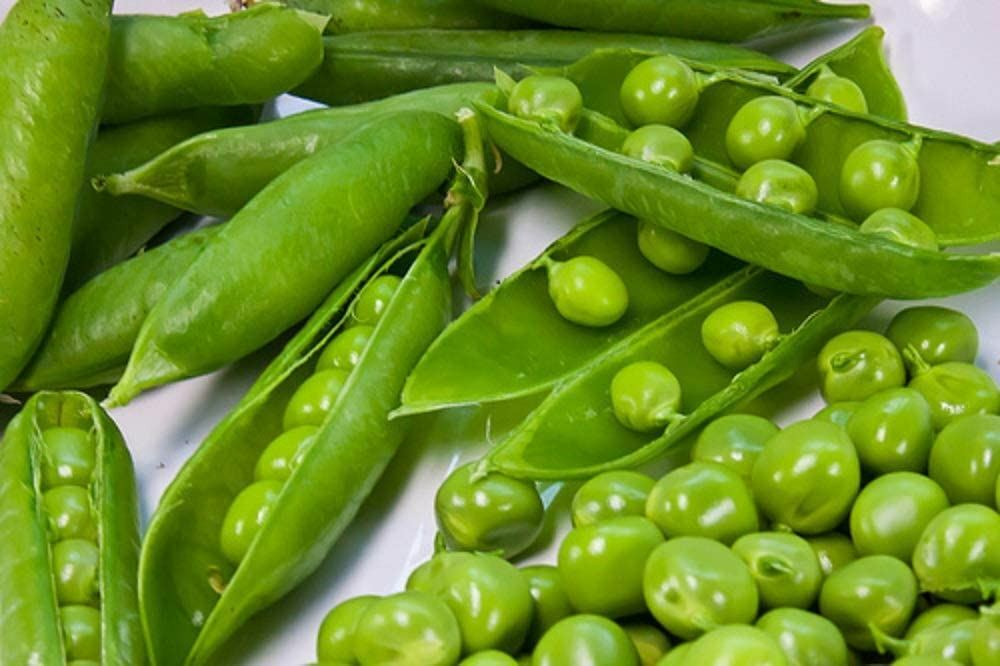 Pea Seeds, Thomas Laxton Pea Seeds, “COOL BEANS N SPROUTS” Brand. Home Gardening