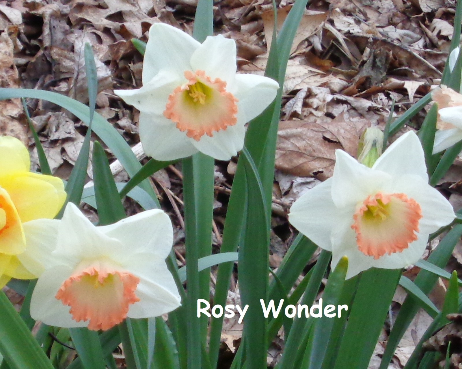 12 DAFFODIL BULBS “ROSY WONDER” Pink White Narcissus Jonquils FromMyGarden*READ
