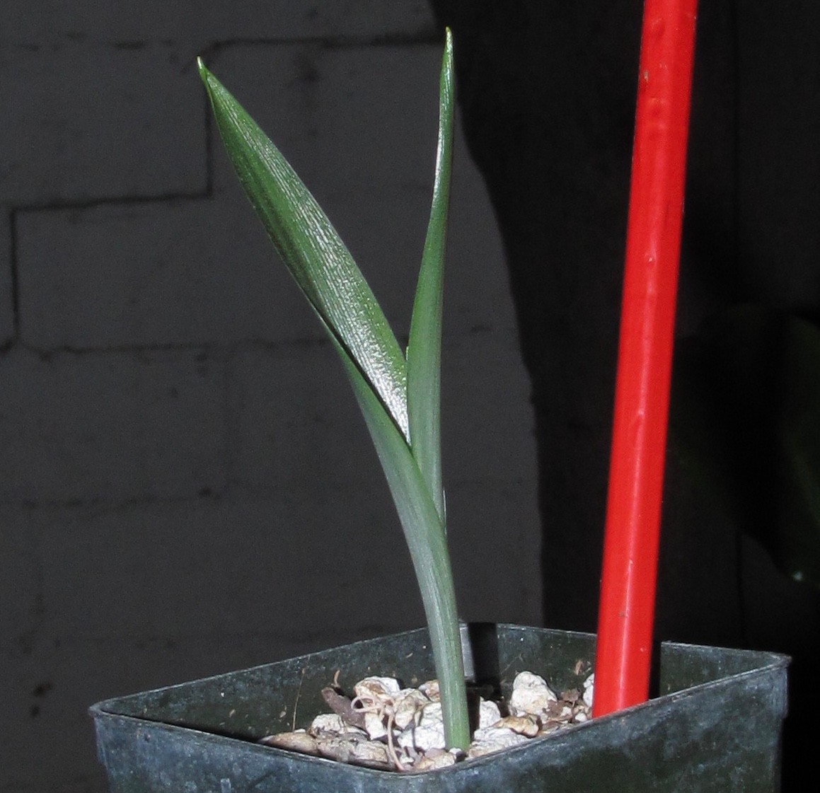 Igidia volubilis- another Rare Madagascar bulb