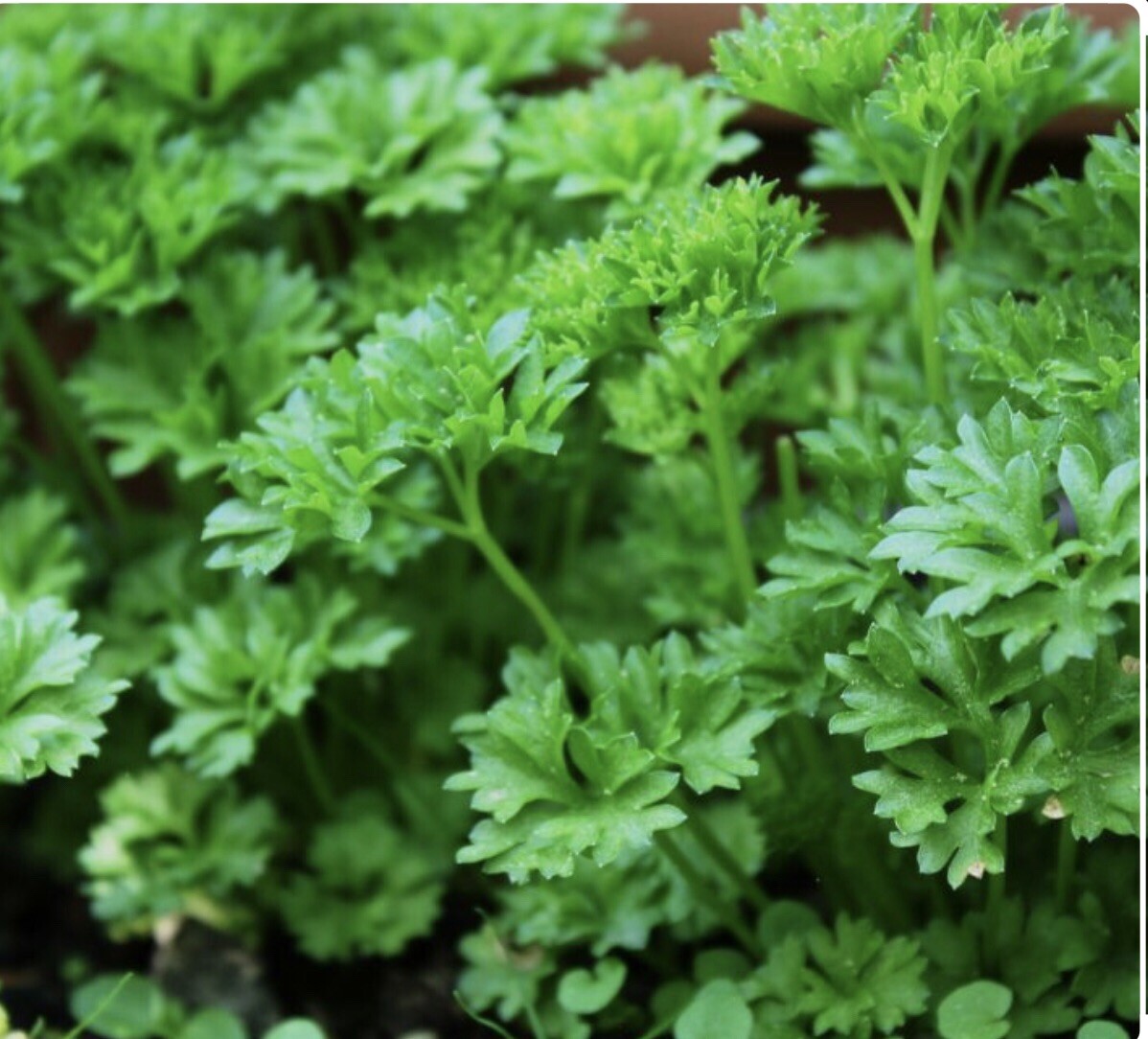 500 Giant Italian Flatleaf Parsley- Open Pollinated-Organic-Non GMO