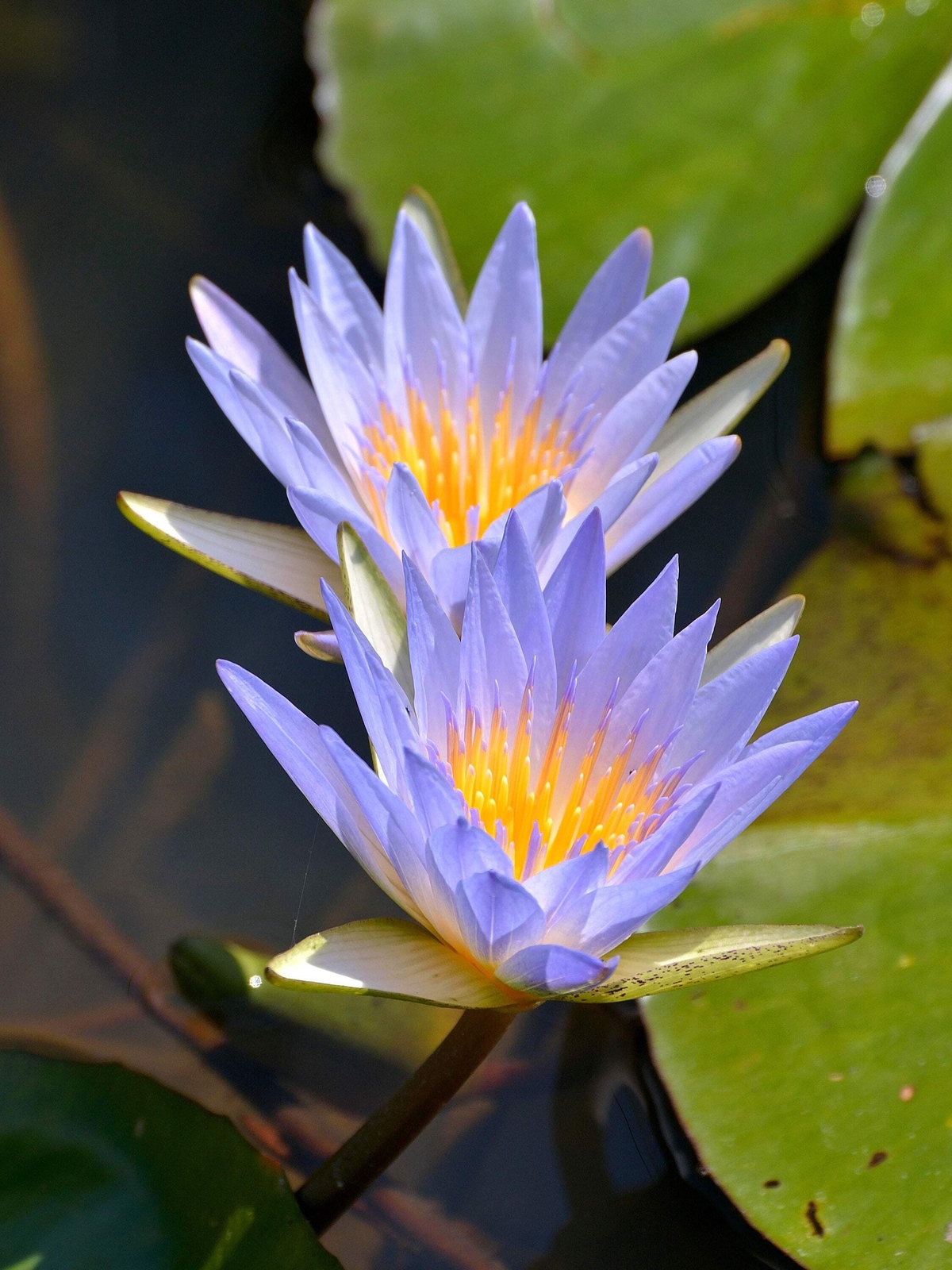 10 BLUE WATER LILY Pad Nymphaea Caerulea Asian Lotus Flower Pond Seeds *Comb S/H