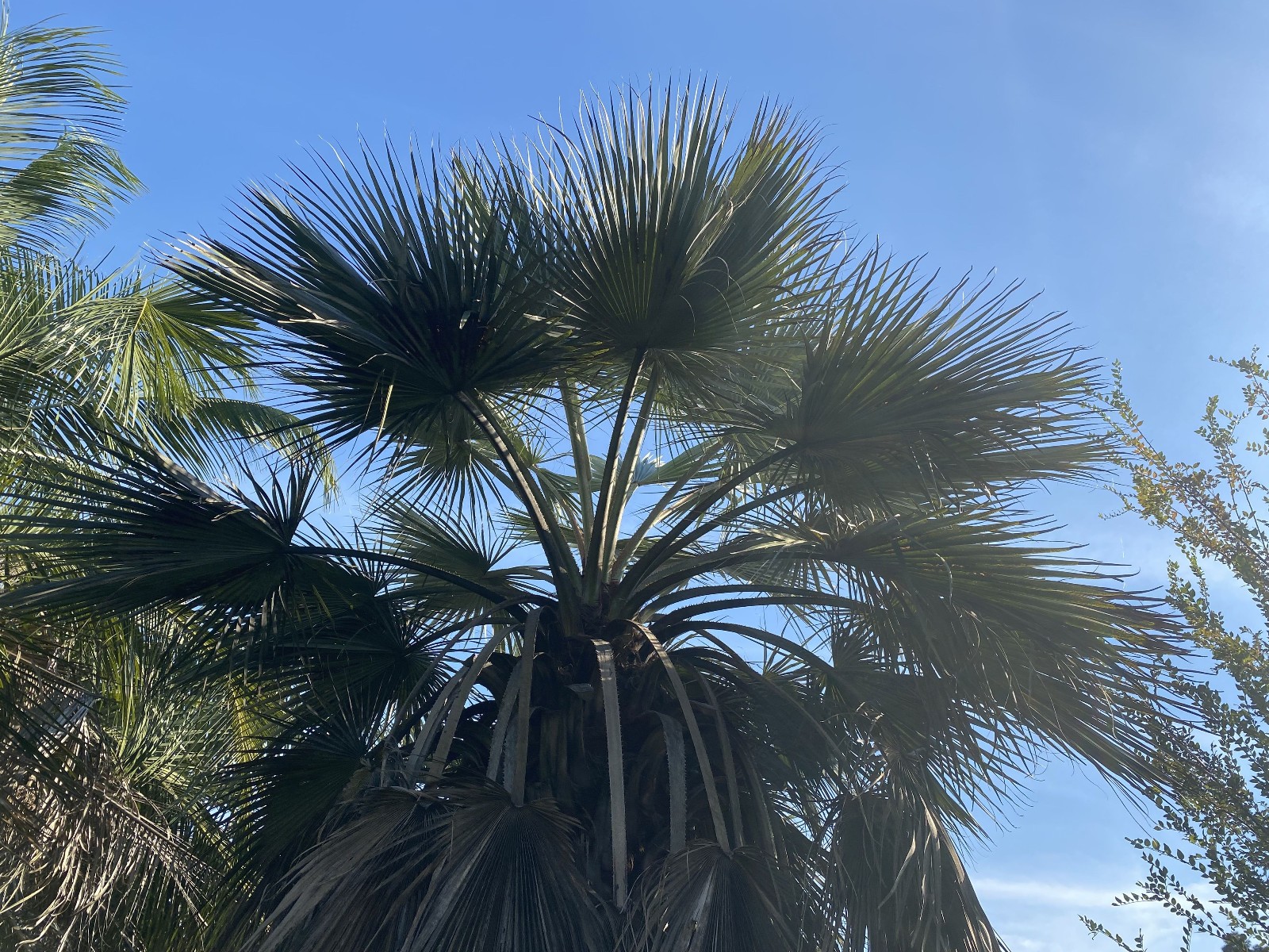 Brahea armata Seeds! Mexican Blue Palm, Blue Hesper Palm Seeds. Cold Hardy!!!