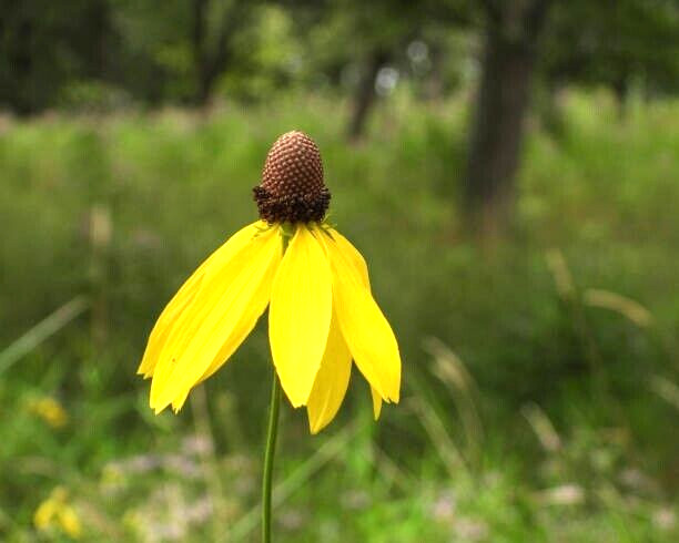 450 CLASPING CONEFLOWER SEEDS | 2026 SALE FREE SHIPPING NON GMO HEIRLOOM