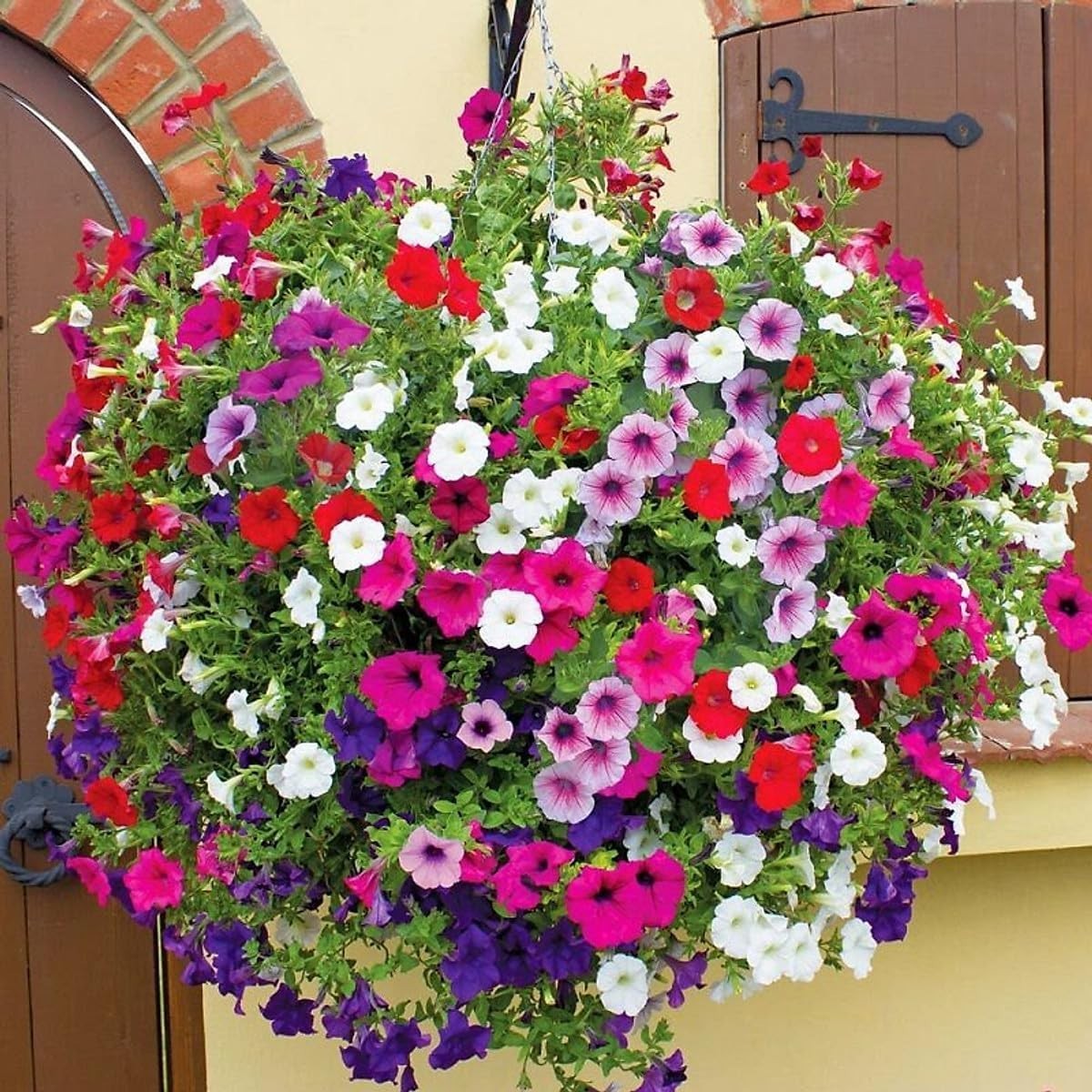 Non-GMO 5000+ Petunia Seeds – Ideal for Pollinator Gardens & Extended Bloom Time