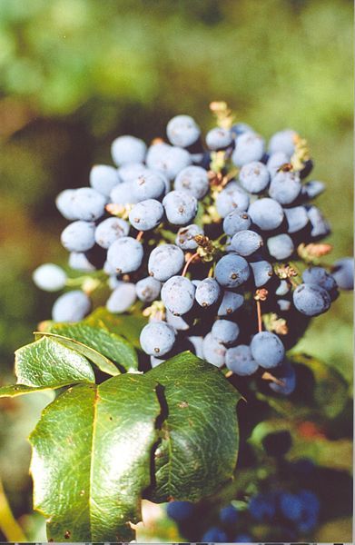 Oregon Holly Grape, Mahonia aquifolium, Shrub Seeds (Edible, Hardy, Showy)