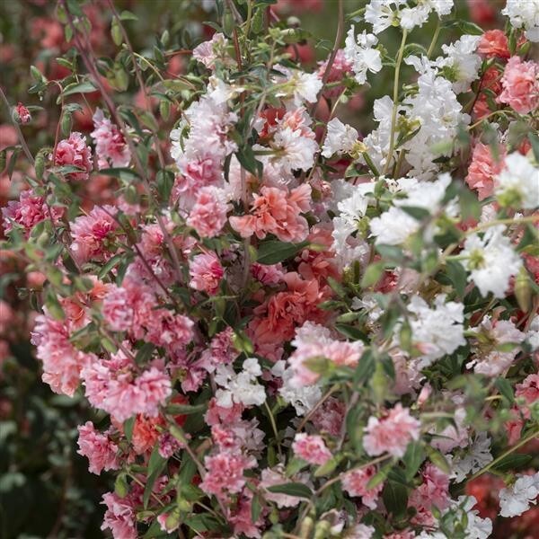 Clarkia Cheek to Cheek Rosy Mix – 25 Seeds, Non-GMO