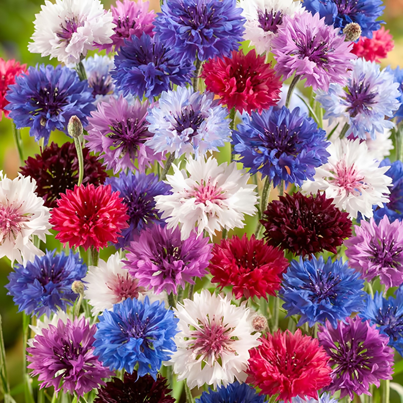 625 Bachelor Button “Polka Dot Mix” Seeds – Colorful Annual WIldflower Mix