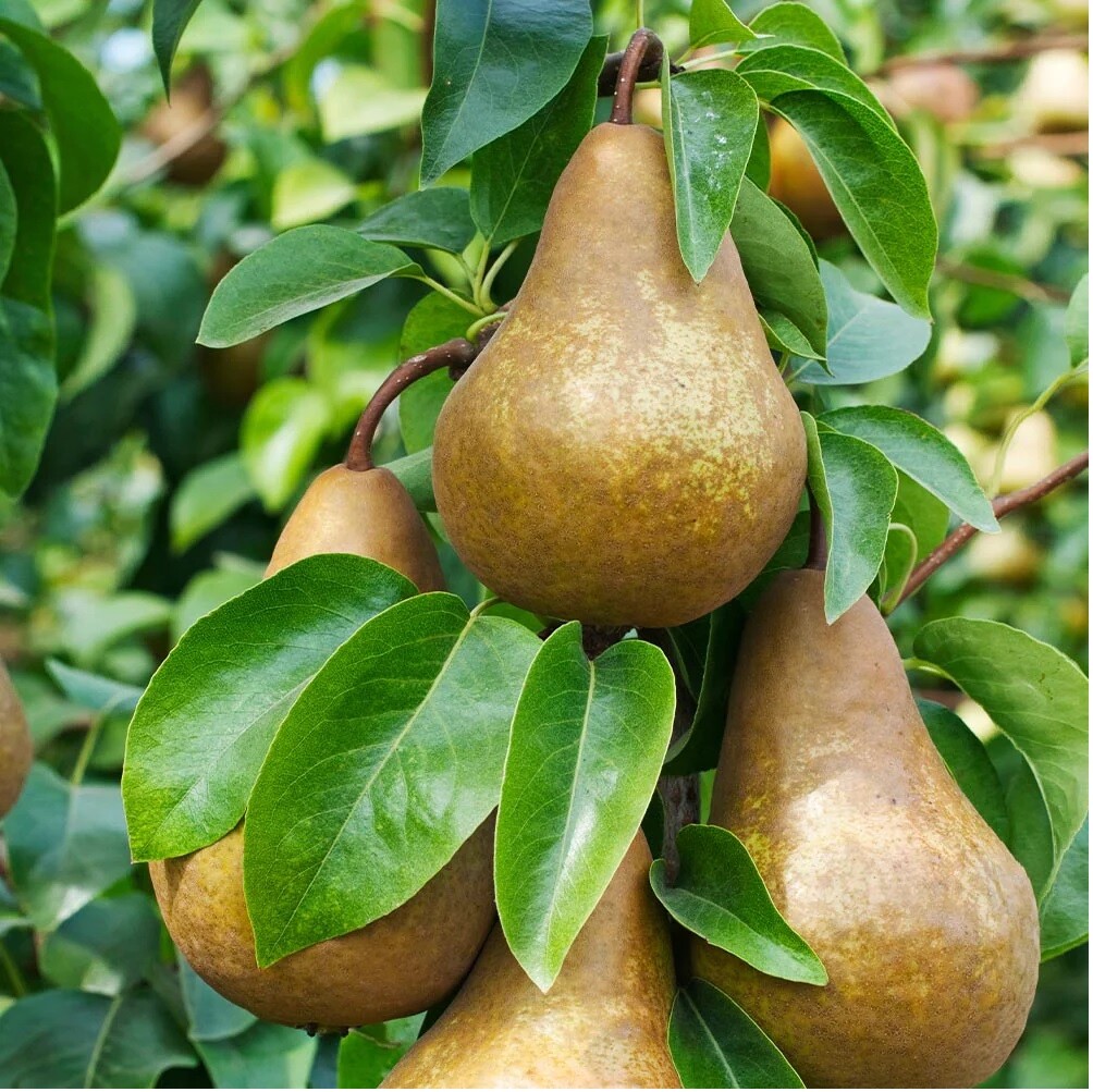 Bosc Pear Seeds Pyrus Pyrifolia Native Fruit Tree Edible