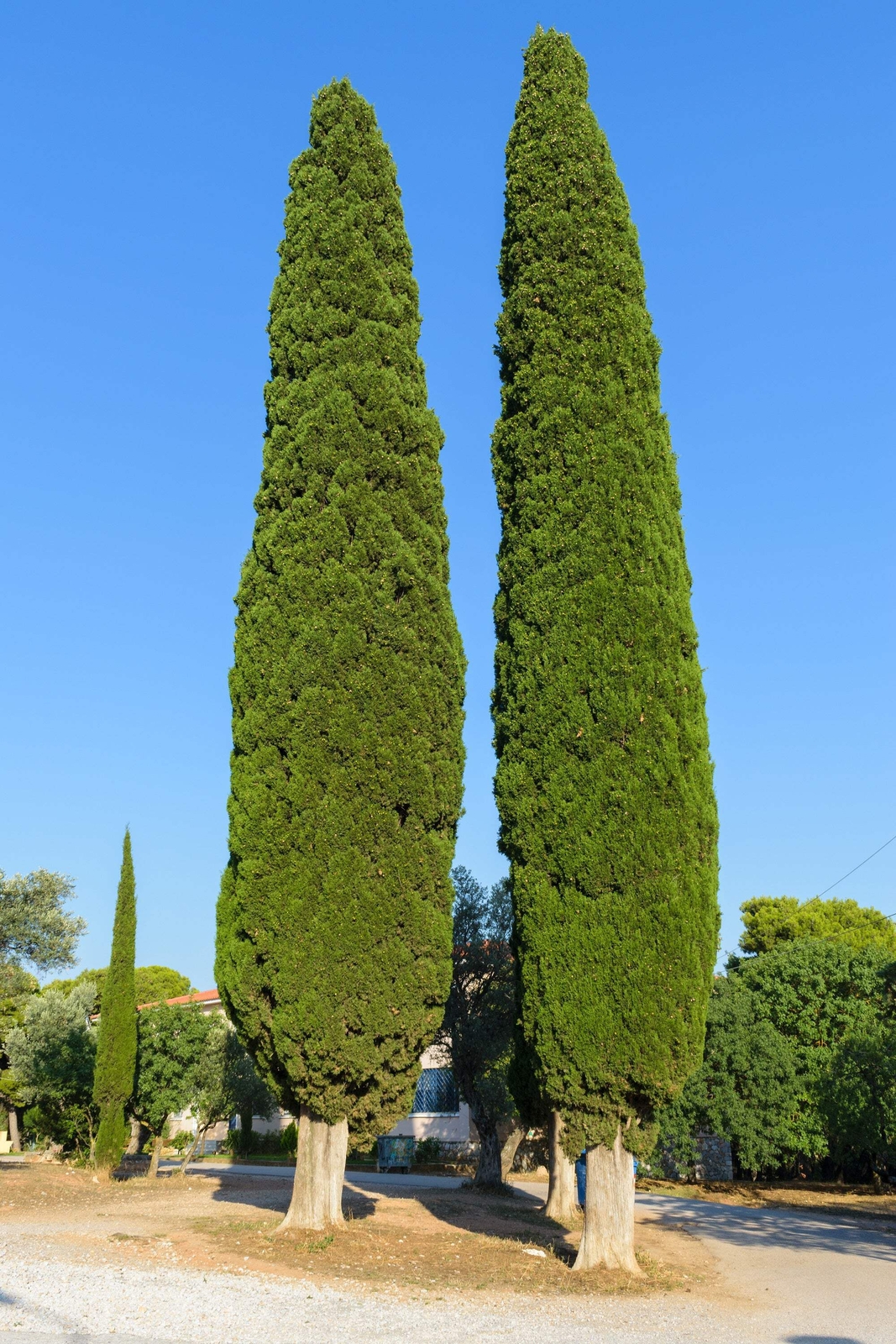 20 MEDITERRANEAN CYPRESS TREE Italian Pencil Pine Cupressus Sempervirens Seeds