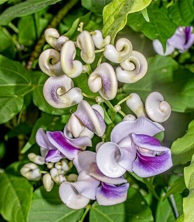 Snail Vine Seeds ~ Vigna Caracalla ~ Fragrant ~ Garden ~ Exotic ~ Unique ~