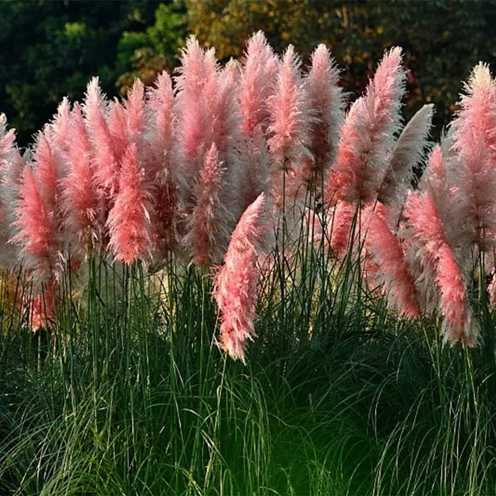 1000+ Mix Pampas Grass Seeds for Planting Cortaderia Selloana Seeds Heirloom Orn