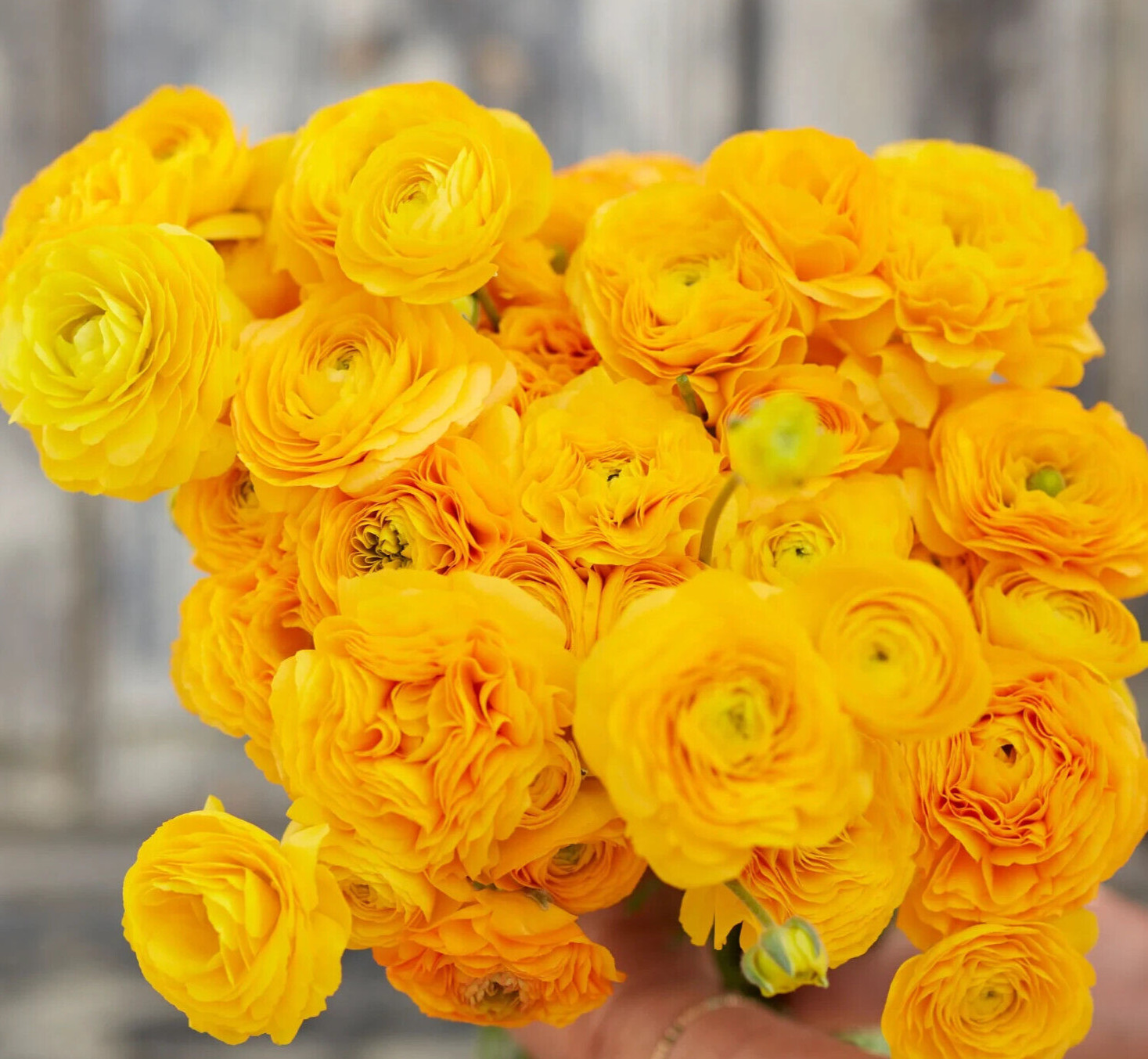 Ranunculus 20 Yellow Quality Bulbs Corms Peony Rose Buttercup Wedding Flowers