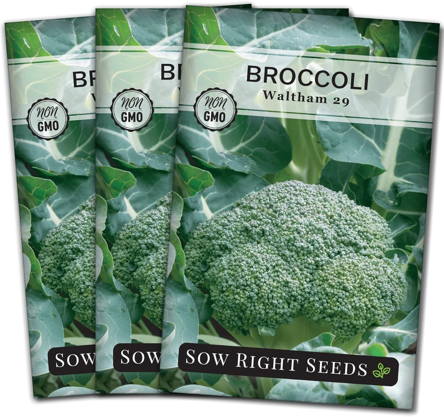 – Waltham 29 Broccoli Seeds for Planting – Non-Gmo Heirloom Packet with Instruct
