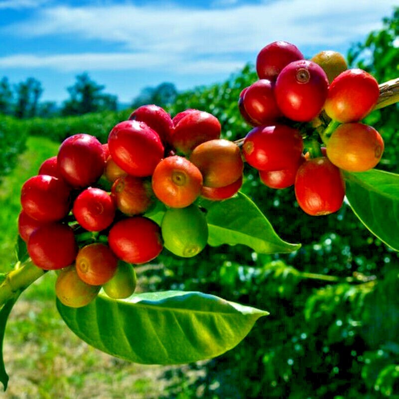 10 Coffea arabica Seeds Tropical EXOTIC Coffee Bean Indoor House Plant Tree RARE