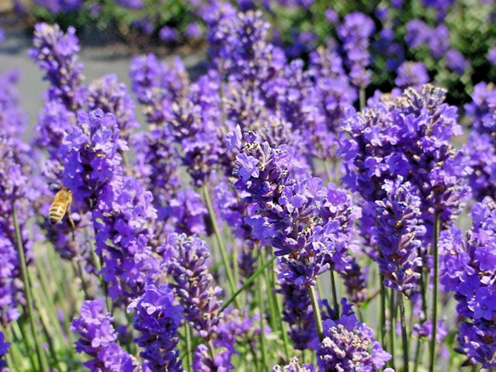 1200+ ENGLISH LAVENDER SEEDS SPRING PERENNIAL HERB MOSQUITO INSECT REPELLENT USA