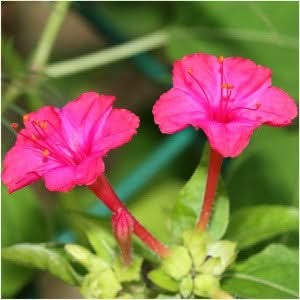 Rose Four O’ Clock Seeds For Planting (Mirabilis jalapa)
