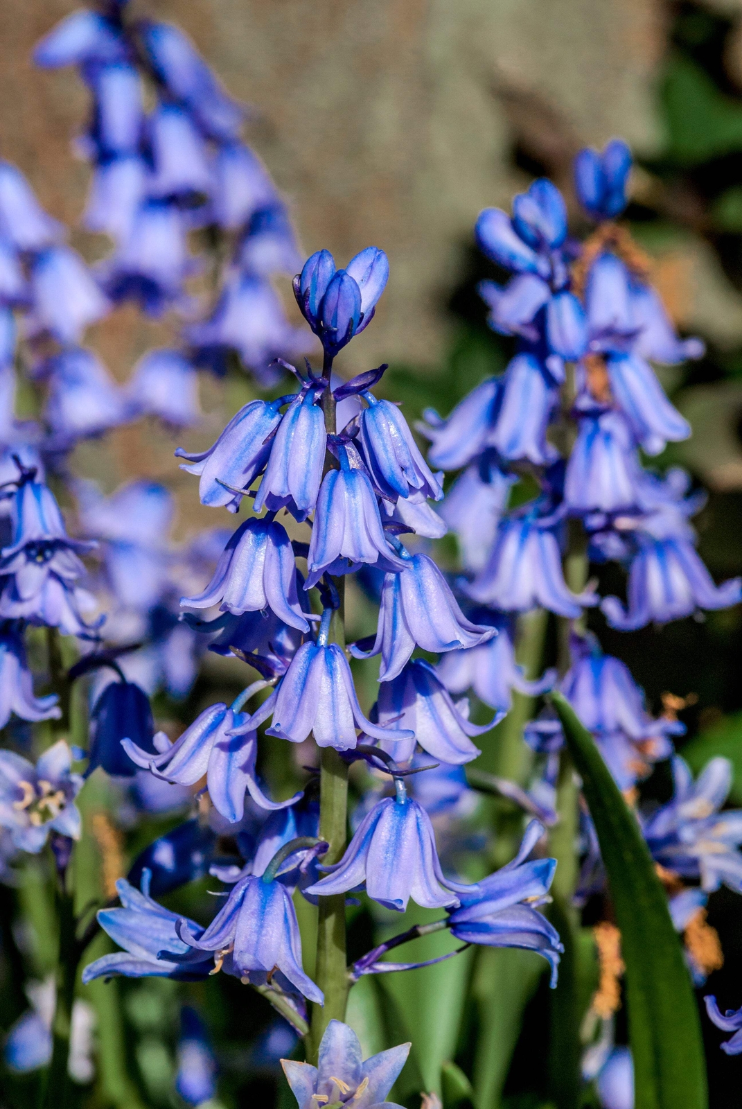 10 Mixed WOOD HYACINTH English Woodland Spanish Bluebell Scilla Flower Seeds