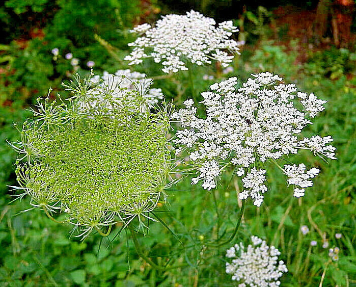 QUEEN ANNS LACE 1005 SEEDS, DAUCUS CAROTA, WILD CARROT, WILDFLOWER, HARDY, BULK