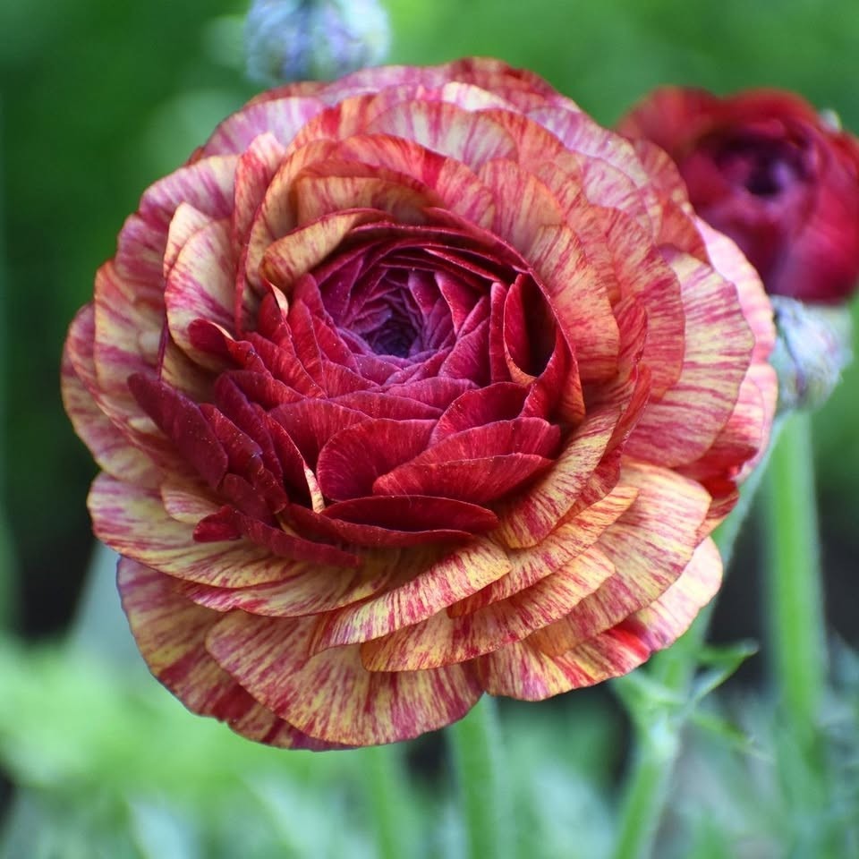 Ranunculus Flower Bulbs 20 Cafe Corms Buttercup Peony Rose Florist Flowers Plant