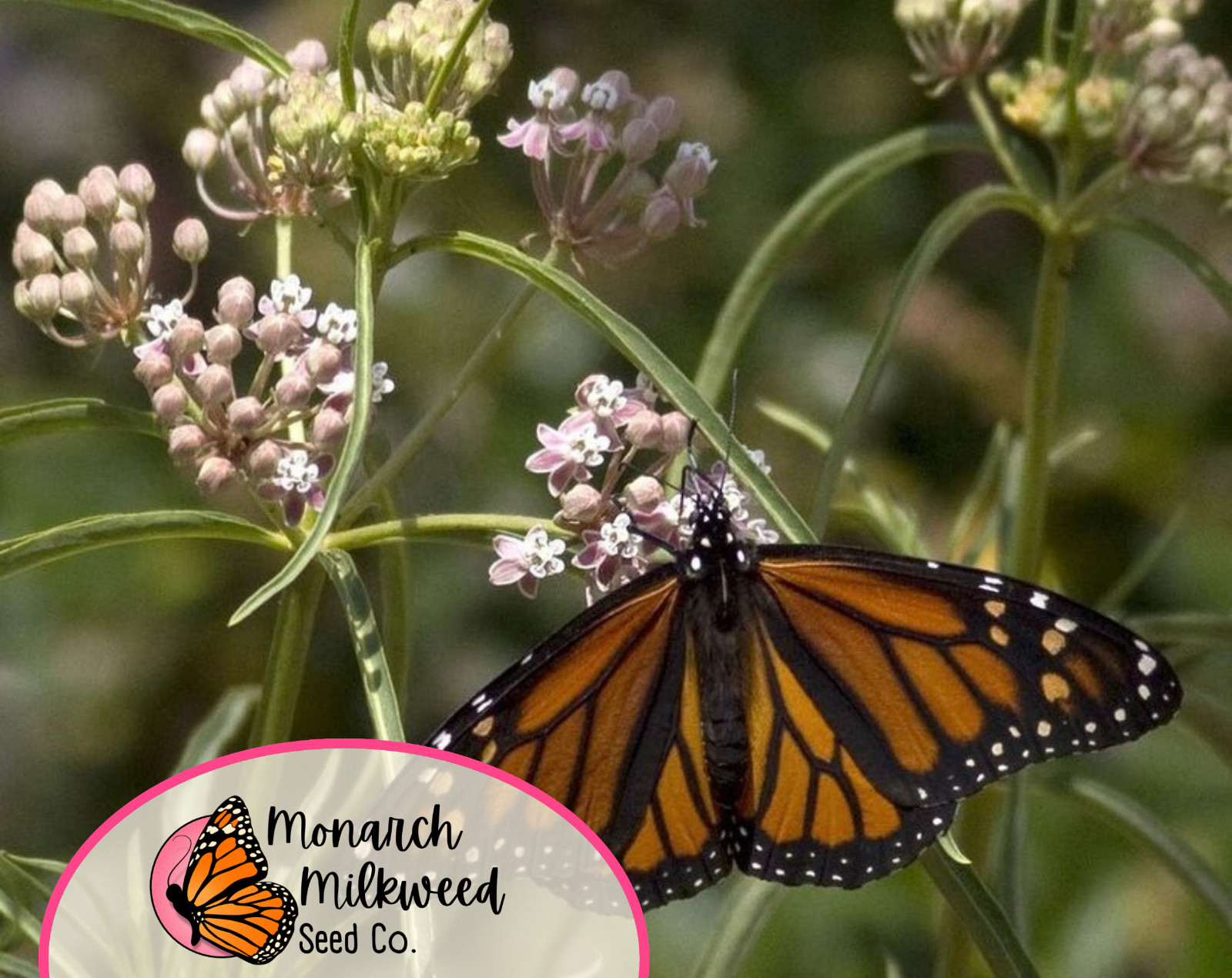 55+ Narrowleaf Milkweed Seeds | Native Perennial Wildflower, Monarch Butterfly